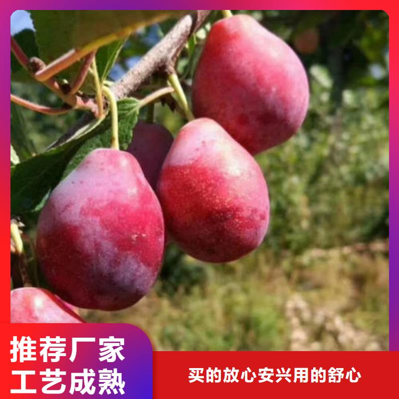 韶關紅寶石李子樹苗苗木公司