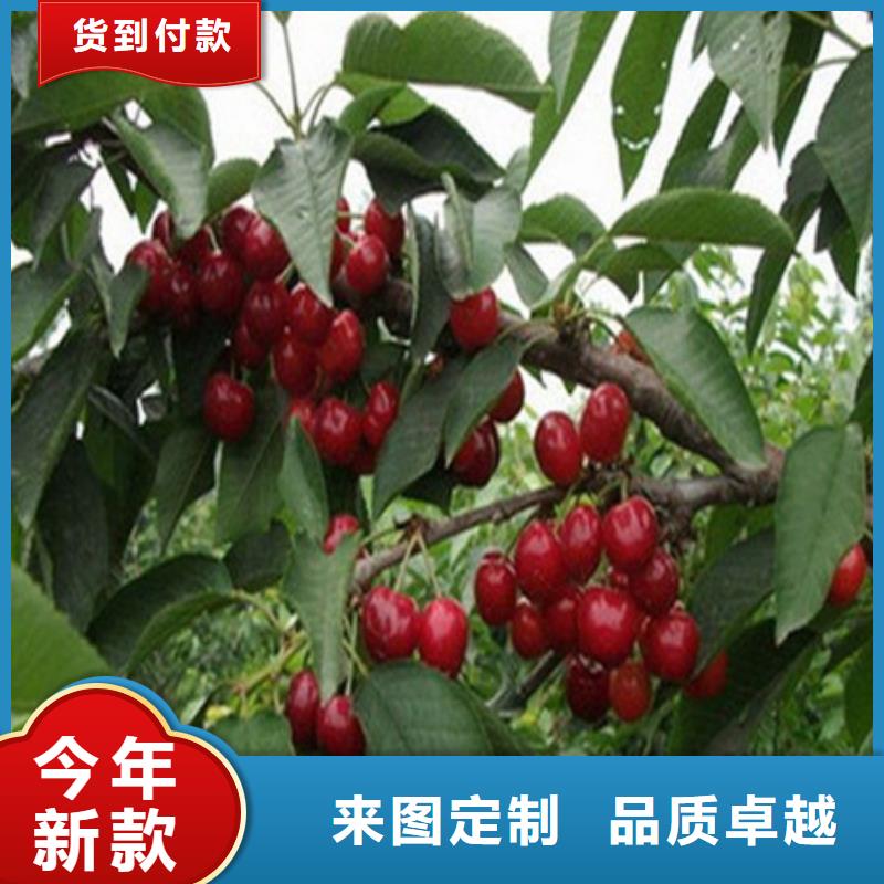 阳江早栗板栗嫁接苗